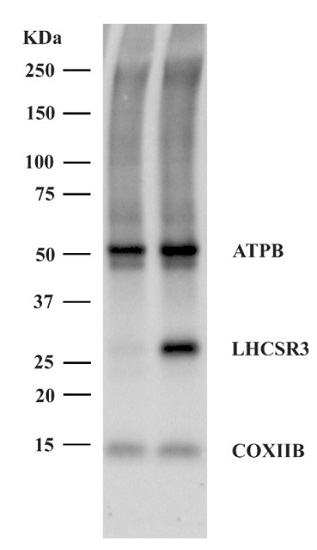 Western blot incubation of few primary antibodies at the same time